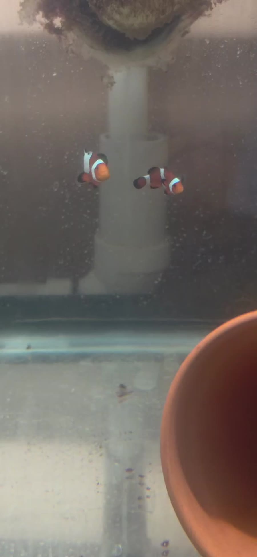 Black Frostbite Ocellaris Bonded Pair — Bonded Pairs Available — captive-bred ocellaris clownfish