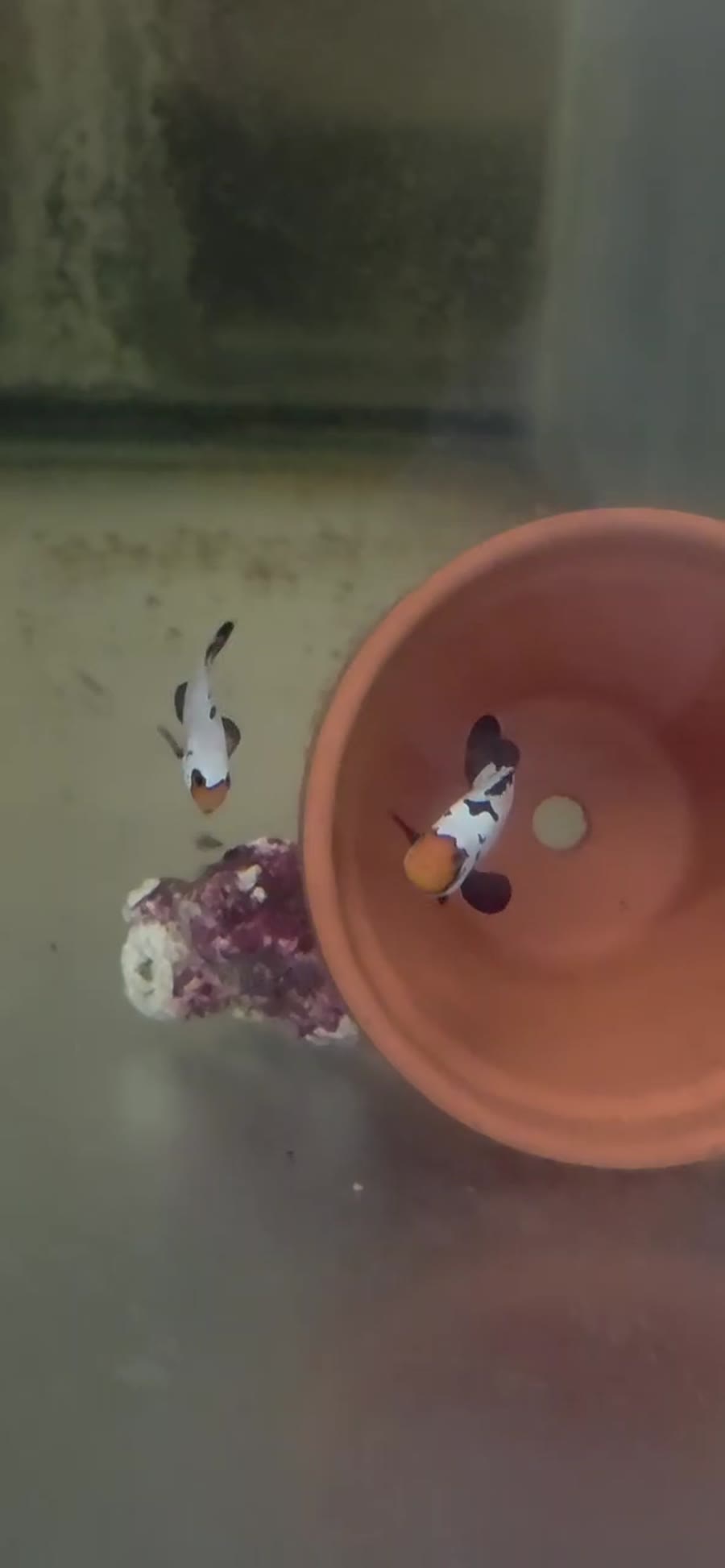 Extreme Snowflake Ocellaris Bonded Pair — Bonded Pairs Available — captive-bred ocellaris clownfish