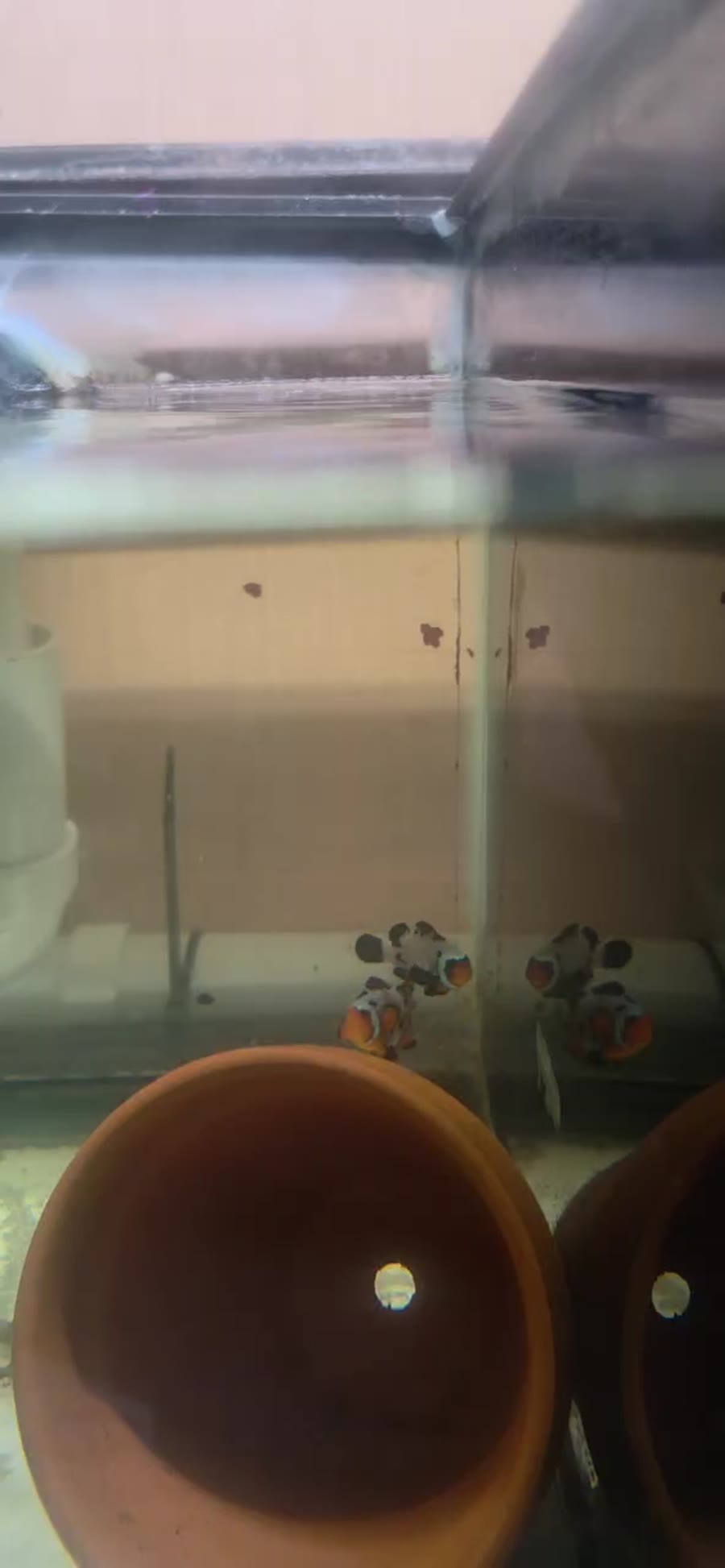 Mocha Ocellaris Bonded Pair A — Bonded Pairs Available — captive-bred ocellaris clownfish