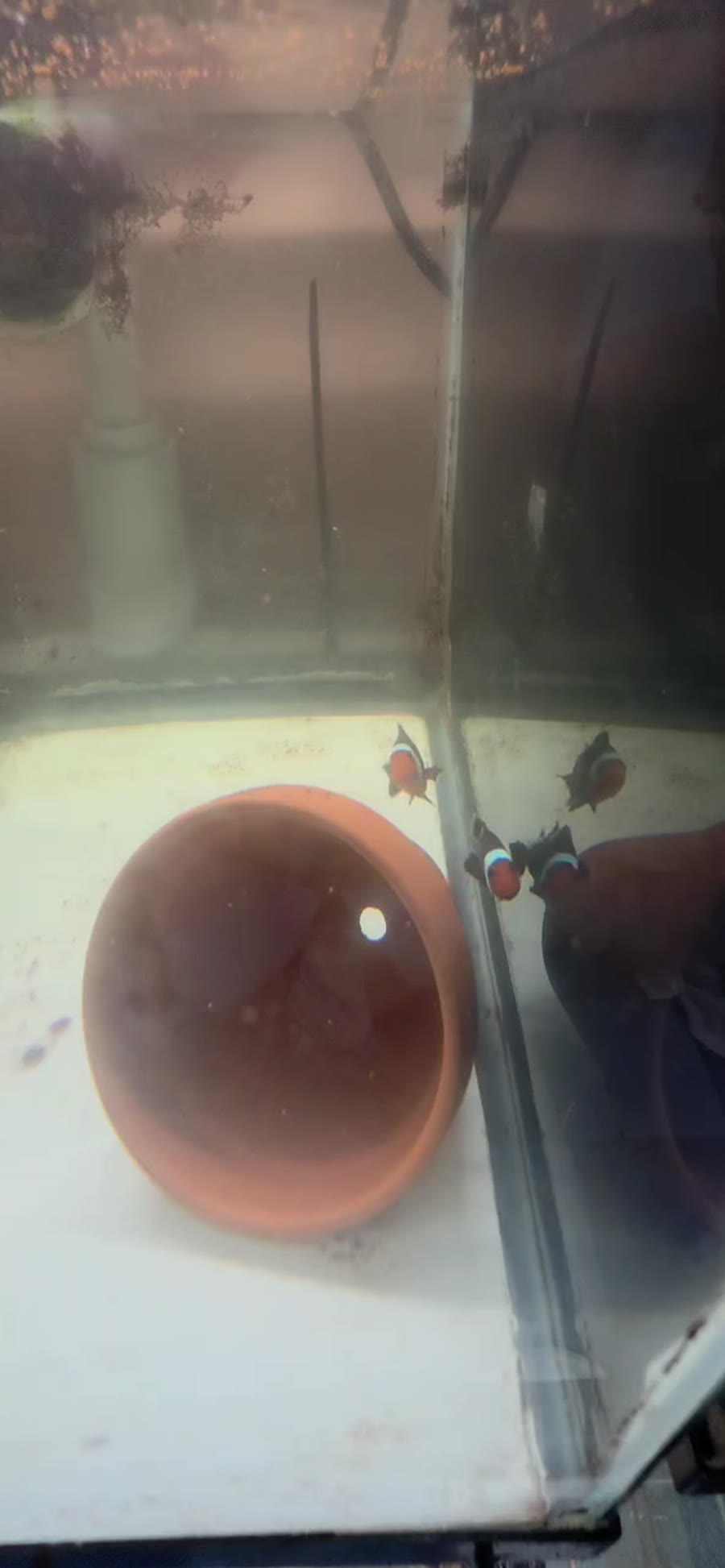 Mocha Ocellaris Bonded Pair B — Bonded Pairs Available — captive-bred ocellaris clownfish