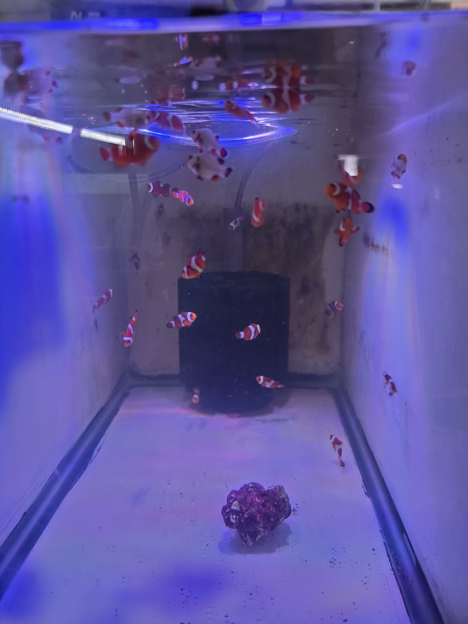 Young captive-bred clownfish juveniles in a Blue Eyed Clowns hatchery grow-out tank.
