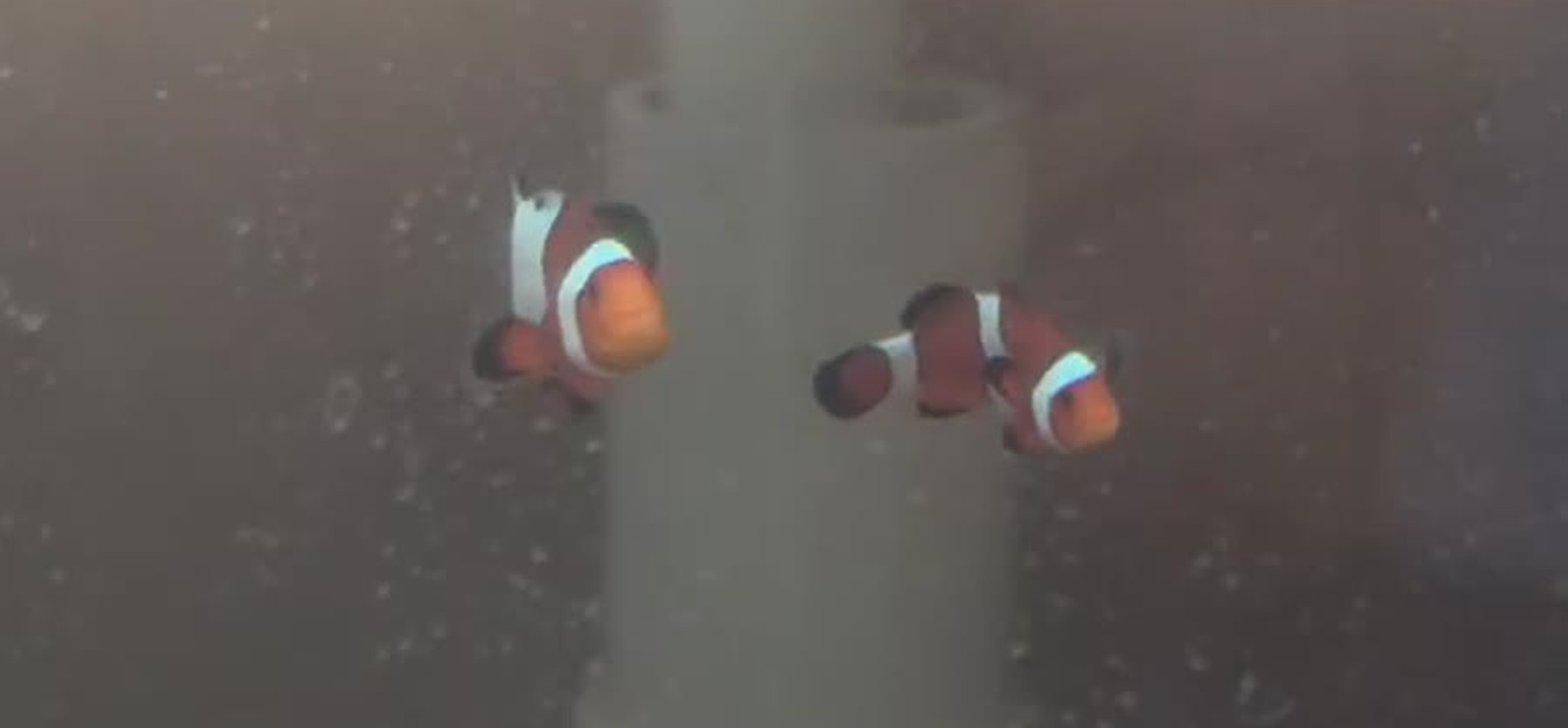 Black Frostbite ocellaris bonded clownfish pair in a Blue Eyed Clowns hatchery tank.