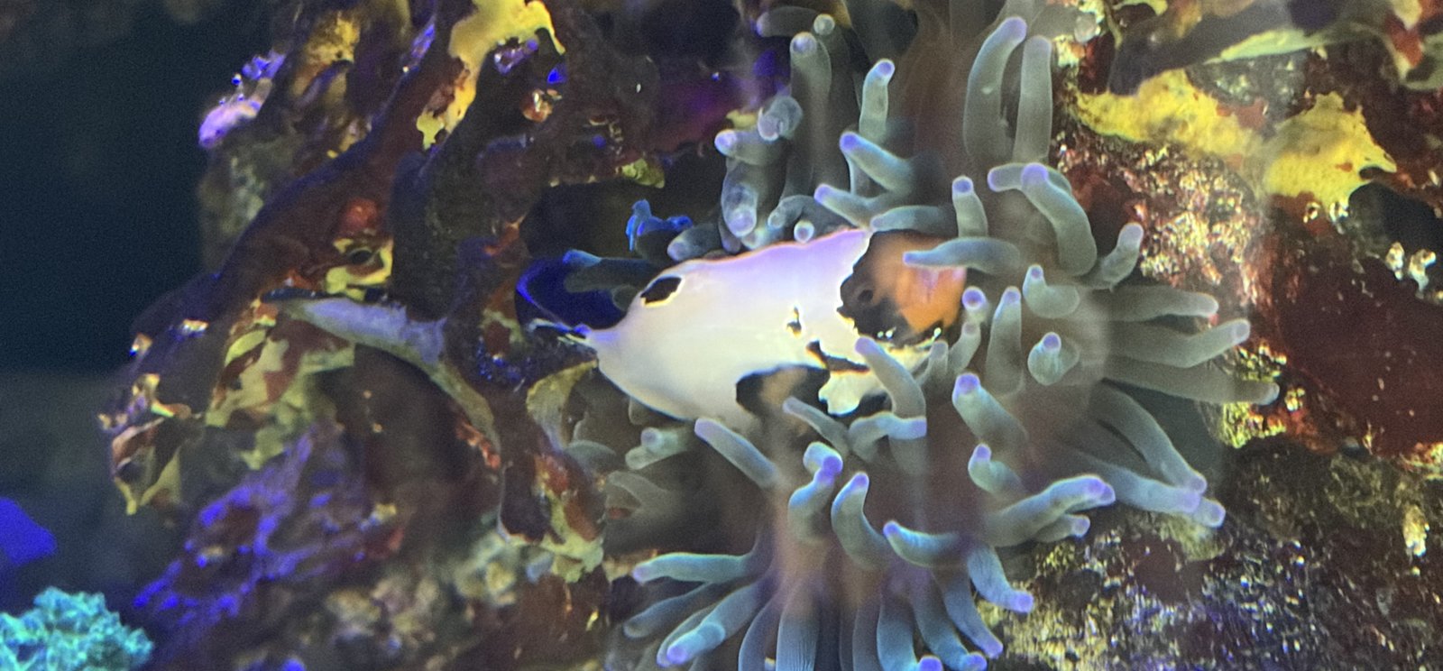 Snowflake-type ocellaris clownfish nestled in a bubble-tip anemone in a reef tank.